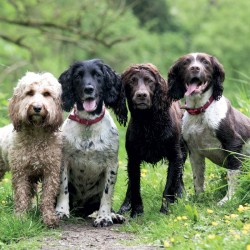 Abacus Cards Cockapoo & Spaniels