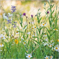 Abacus Cards Wildflower Meadow