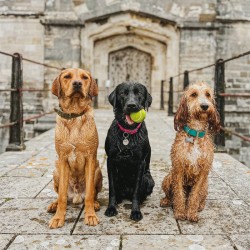 Abacus Cards Labradors & Cockapoo