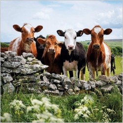 Abacus Cards Cows In Foolow Derbyshire