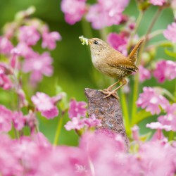 Abacus Cards Wren Among Red Campion