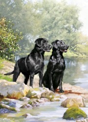 Country Cards Labradors