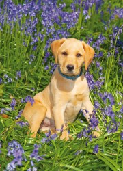 Country Cards Puppy In Bluebells