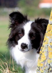 Country Cards Collie