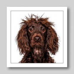 Gruff Pawtrait Greeting Card Working Cocker Spaniel