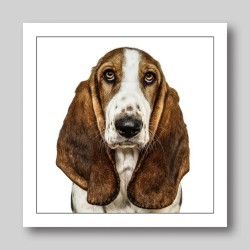 Gruff Pawtrait Greeting Card Bassett Hound