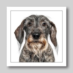 Gruff Pawtrait Greeting Card Wire Haired Dachshund