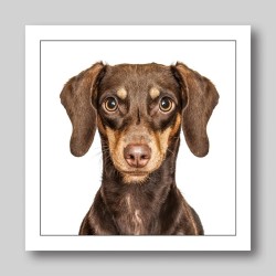 Gruff Pawtrait Greeting Card Mini Dachshund