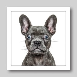 Gruff Pawtrait Greeting Card French Bulldog