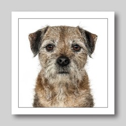 Gruff Pawtrait Greeting Card Border Terrier