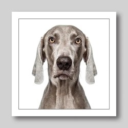 Gruff Pawtrait Greeting Card Weimaraner