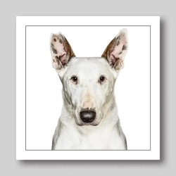 Gruff Pawtrait Greeting Card English Bull Terrier