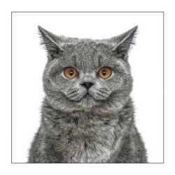 Gruff Pawtrait Greeting Card British Blue Cat