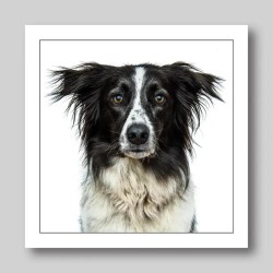 Gruff Pawtrait Greeting Card Border Collie