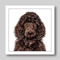 Gruff Pawtrait Greeting Card Standard Poodle