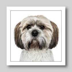 Gruff Pawtrait Greeting Card Shih Tzu