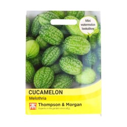 Thompson & Morgan Cucamelon Melothria