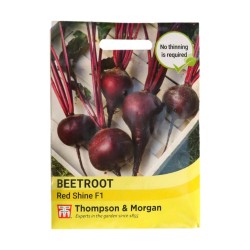 Thompson & Morgan Beetroot Red Shine F1