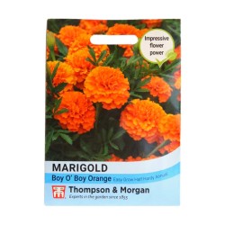 Thompson & Morgan Marigold Boy O Boy Orange