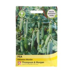 Thompson & Morgan Pea Kelvedon Wonder