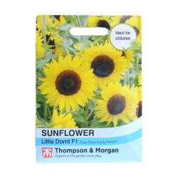 Thompson & Morgan Sunflower Little Dorrit F1