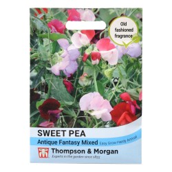 Thompson & Morgan Sweet Pea Antique Fantasy