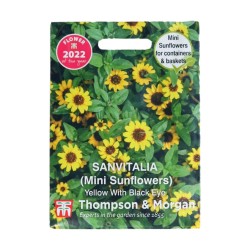 Thompson & Morgan Sanvitalia Procumbensn Yellow FOTY