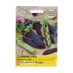 Thompson & Morgan Climbing Pea Purple Magnolia