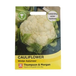 Thompson & Morgan Cauliflower Winter Aalsmeer