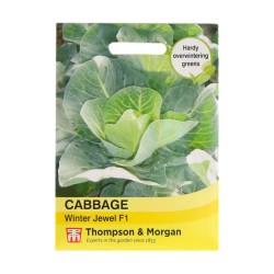 Thompson & Morgan Cabbage Winter Jewel F1