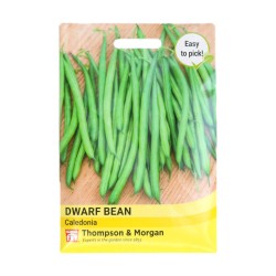 Thompson & Morgan Dwarf Bean Caledonia