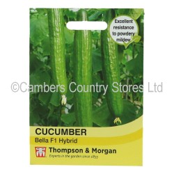 Thompson & Morgan Cucumber Bella F1 Hybrid