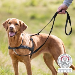 Trixie Lead & Walk Soft Training Harness