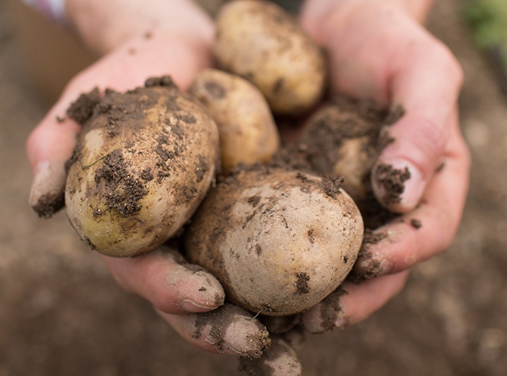 Seed Potatoes - NOW AVAILABLE - Cambers Country Stores