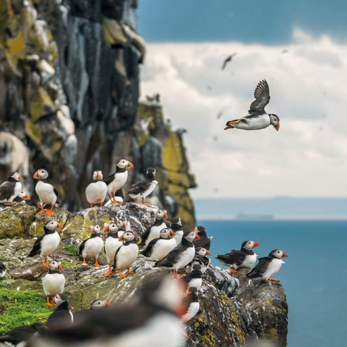 Abacus Cards Atlantic Puffins