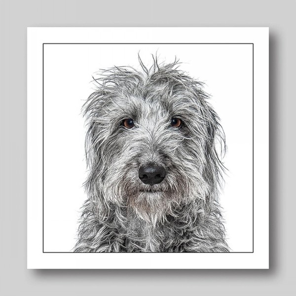 Gruff Pawtrait Greeting Card Lurcher