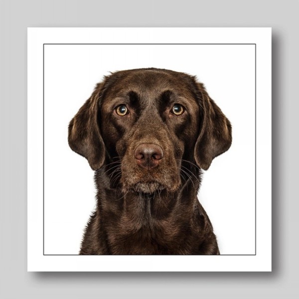 Gruff Pawtrait Greeting Card Chocolate Labrador