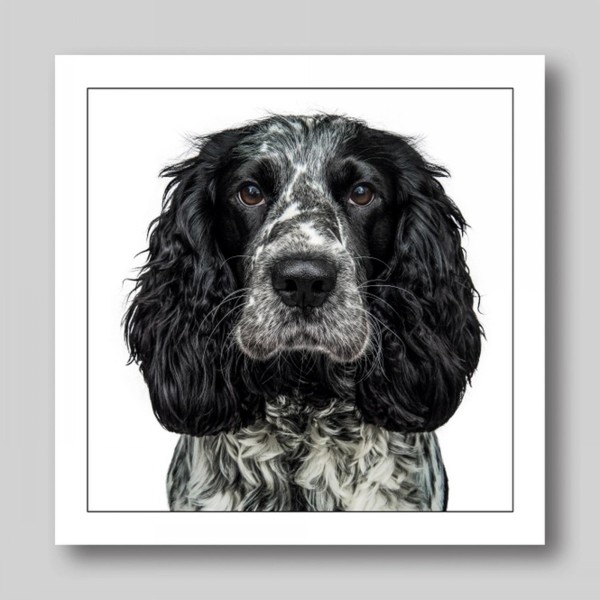 Gruff Pawtrait Greeting Card English Cocker Spaniel