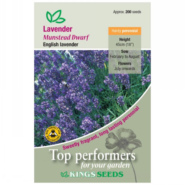 Kings Seeds Lavender Munstead Dwarf